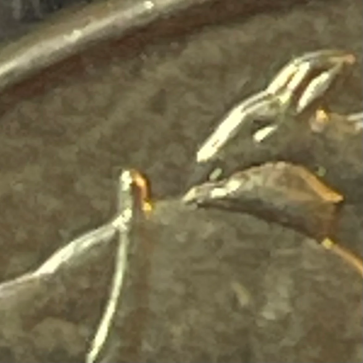 Australia 2015 Royal Australian Mint $1 Mob of Roos"Spew Roo Cud Error" Uncirculated - Image 3